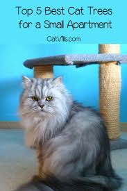 Top 5 Best Cat Trees For Apartments Catvills In 2020 Cool Cat Trees Cool Cats Cat Tree