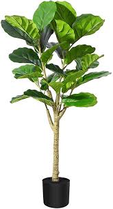 The fiddle leaf fig is easily recognizable and loved for its distinctive foliage. Amazon Com Fopamtri Artificial Fiddle Leaf Fig Tree 3 6 Feet Feaux Ficus Lyrata Plant With 30 Leaves Faux Plant For Indoor Outdoor Fake Plants In Pot For Home Office Perfect Housewarming Gift Kitchen