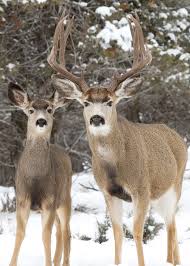 Mule Deer Wikipedia