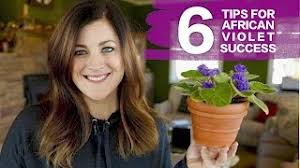 Apr 11, 2021 · african violet plants do have a few quirks, but learning about them and the proper care of african violets can make growing the plants less intimidating. Espoma 6 Steps To Keep African Violets Blooming Espoma