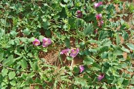 Image result for Harpagophytum zeyheri