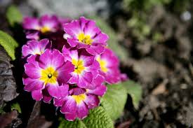 La portulaca è una pianta succulenta molto rustica a portamento prostrato tappezzante che produce fiori colorati (dal giallo al rosso, dal rosa al porpora). I Nostri Prodotti Nuova Agricola Girasole