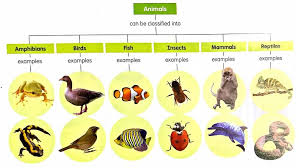 P3 Science Animals