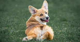 Other possibilities are the introduction of the pembroke into wales by flemish weavers in the 10th century, and the descent of the pembroke from swedish valhunds brought to wales by the vikings. Corgi Hellobark