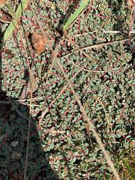 Image result for Euphorbia inaequilatera