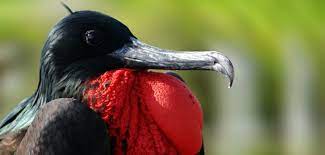 pin on kuslar birds