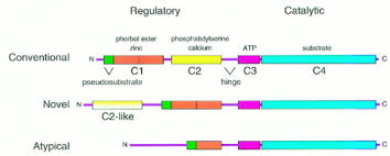Proteins are synthesized by ribosomes translating mrna into polypeptide chains, which may then undergo ptm to form the mature protein product. Protein Kinase C Structure Function And Regulation Journal Of Biological Chemistry