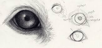 When you finish your dog drawings why not color them in! How To Draw Dog Eyes That Look Amazingly Realistic Craftsy
