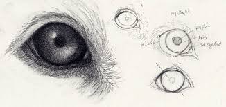Große auswahl an step by step magic. How To Draw Dog Eyes That Look Amazingly Realistic Craftsy