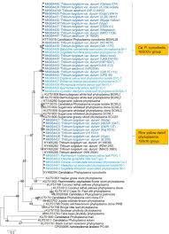 Image result for Rhynchosia micrantha