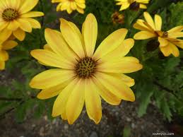 Image result for paprskovka obrázek