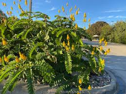 Image result for Acacia alata