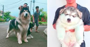 About 1,061 results (0.67 seconds). 25 Photos That Prove Alaskan Malamutes Are The Biggest Floofs Top13