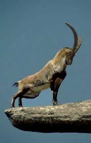 Mountain Goat Animals Nature Animals Animal Pictures