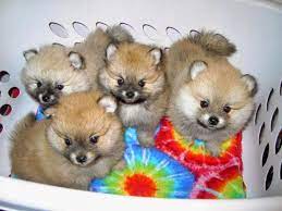 Pomeranian Litter Size Puppy Litter Pomeranian Puppy Pomeranian Puppy For Sale