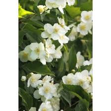 Image result for Ficalhoa laurifolia