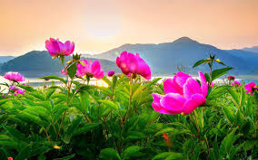 Find the best ultra hd 4k wallpapers 1080p on getwallpapers. Daecheongdo Island In Incheon South Korea Peony Flower Field Landscape Photography 4k Ultra Hd Wallpapers For High Resolution Computer And Laptop Wallpapers13 Com