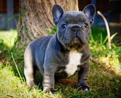 Welcome to unbelievabull frenchies located in the outskirts of atlanta,ga. French Bulldog Puppies For Sale Alpharetta Ga 195381