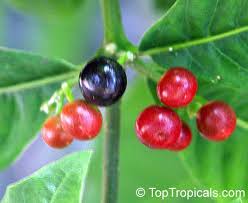 Image result for Rauvolfia afra