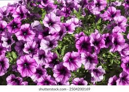 Image result for foto surfínie