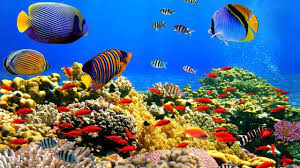 Check spelling or type a new query. Incredible Underwater Scenes Chillout Music Youtube