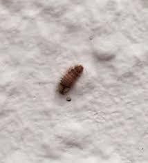 In meiner wohnung tauchen, besonders nachts schwarze/helle lange geformte seltsame insekten auf, ich kann nichts dazu im internet finden. Komisches Insekt An Der Wand Was Ist Das Wohnung Insekten Wurmer