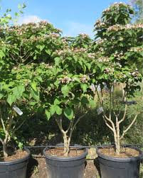 Image result for Clerodendrum melanocrater
