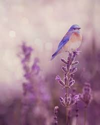 Bird Perching On Lavender Blossom Beautiful Birds Pretty Birds Animals Beautiful