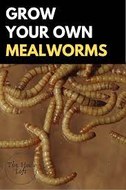 How To Grow Mealworms For Chickens Raising Mealworms At Home The Hen S Loft Meal Worms Raising Meal Worms For Chickens Chickens Backyard