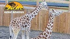 Maybe you would like to learn more about one of these? Animal Adventure Park Youtube