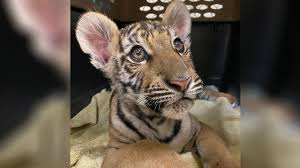 Tiger Cub listed for sale online finds home at Sandstone's Wildcat ...