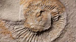 Help your kid understand how fossils are created and preserved with this crafty project. Making A Fossil Cast