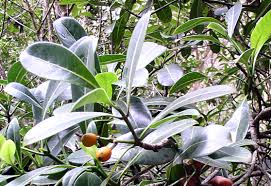Image result for Psychotria heterosticta