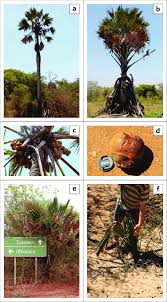 Image result for Borassus aethiopum