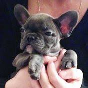 Uk french bulldog rescue group directory. French Bulldog Rescue Network Maree In Ny French Bulldog Rescue Network French Bulldog Puppies French Bulldog