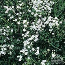 Image result for Aeollanthus repens