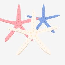 Tidak perlu edit & tanpa perlu atribut. Gambar Melalui Hidupan Laut Bintang Laut Clipart Starfish Hidupan Laut Makanan Laut Png Dan Psd Untuk Muat Turun Percuma In 2021 Marine Life Starfish Life