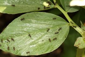 アブラムシ再考 生物の多様性支える益虫 Foocom Net