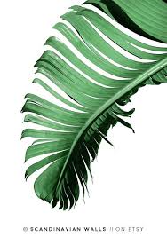 Monstera leaves, banana leaves and palm fronds in black and white. This Item Is Unavailable Etsy Banana Leaf Art Palm Leaf Art Banana Leaf Print