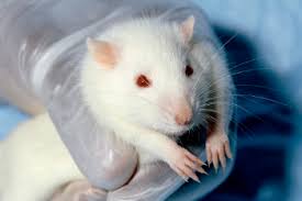 The human proteome organization and belgian #proteomics association webinar by @drlindskog on 6 may 2021: Laboratory Mice And Rats