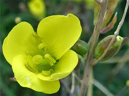 Image result for Diplotaxis tenuifolia