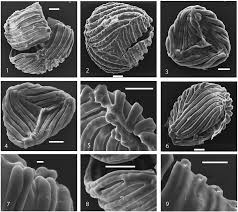 Image result for Mohria lepigera