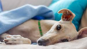 But they really don't take up a lot of 'space' physically or energetically, and don't tend. Are Greyhounds Good Pets For Seniors