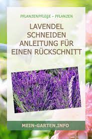 Wissen sie auch, wann im frühjahr lavendel schneiden? Lavendel Schneiden Anleitung Der Richtige Ruckschnitt