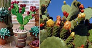 Pitaya usually refers to fruit of the genus stenocereus. Care And Growing Prickly Pear Cactus How To Grow Prickly Pears