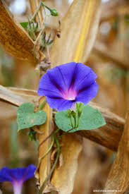 Douglas.de has been visited by 10k+ users in the past month Life Lessons From Morning Glory In A Cornfield Home Is Where The Boat Is