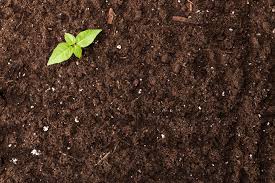 Check spelling or type a new query. Soil Ph And How It Affects Your Lawn Acidic Vs Alkaline Soil