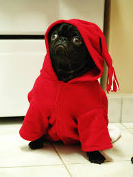 Ideas Advice On Life With Dogs Pugs Funny Cute Pugs Pugs