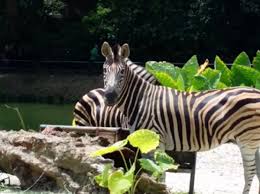You might want to consider one of these options that are popular. Zoo Taiping And Night Safariå¤ªå¹³åŠ¨ç‰©å›­ Zoo Taiping Travelmalaysia
