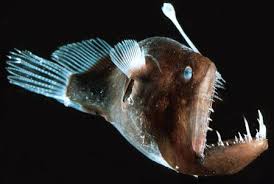 True Facts About The Anglerfish Angler Fish Sea Fish Deep Sea Creatures